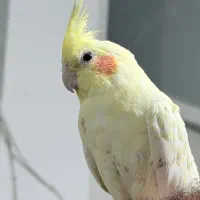 عروس هلندی بچه خورده