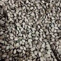 تخمه هندوانه