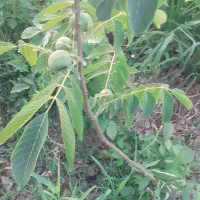 نهال گردو پیوندی وبادام|خدمات باغبانی و درختکاری|عجب شیر, |دیوار