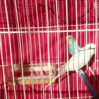 مرغ عشق|پرنده|چناران, |دیوار