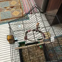 قفس کاسکویی قیمت مفت