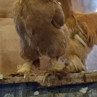 مرغ وخروس  برهما