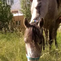 اسب مادیان|اسب و تجهیزات اسبسواری|گرگان, |دیوار