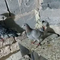 کبوتر مسافتی|پرنده|ارومیه, |دیوار