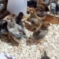 جوجه گلپایگانی