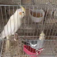 عروس مولد و کلی|پرنده|یزد, |دیوار