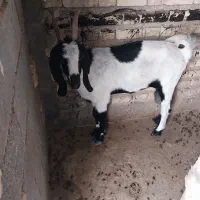 فروش بز پاکستانی