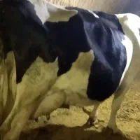 گاو شیری|حیوانات مزرعه|چهاردولی, |دیوار