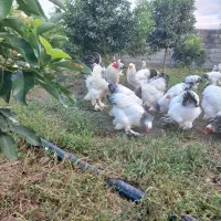 فروش تخم مرغ نطفه دار برهما امپراطور|حیوانات مزرعه|تنکابن, |دیوار