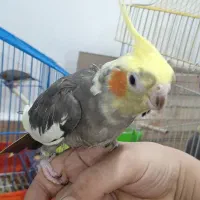 عروس هلندی ماده