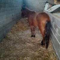 اسب مادیان۳ساله|اسب و تجهیزات اسب‌سواری|گرگان, |دیوار