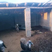 گوسفند با بره