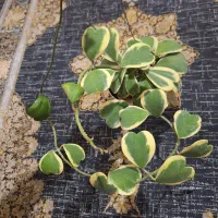 گل طبیعی .هویا (کری)ابلق و سبز