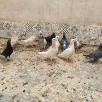 کبوتر|پرنده|شیراز, شهدای شهرک سعدی|دیوار