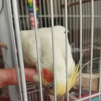 عروس هلندی لوتینو|پرنده|شهریار, شهرک وائین|دیوار