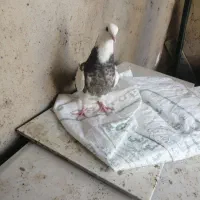 جوجه جوانه طوقی نر پاک امدی تخفیف هم داره|پرنده|باخزر, |دیوار