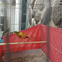 قناری نر قرص بخون