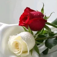 خط ایرانسل  رند