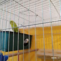 دو عدد مرغ و عشق