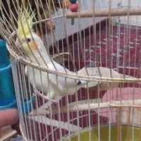 عروس هلندی فوق دستی سخنگو