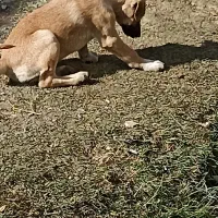 فروش تعدادی توله سگ|سگ|شبستر, |دیوار