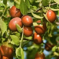 پیش فروش نهال عناب چینی یکساله