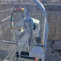 عروس هلندی|پرنده|قم, قلعه کامکار|دیوار