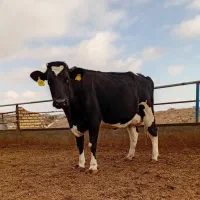 تلیسه وگاو صنعتی|حیوانات مزرعه|باخزر, |دیوار