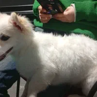 سگ پا کوتاه