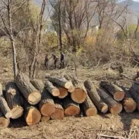 برش درخت|خدمات باغبانی و درختکاری|ایلام, |دیوار