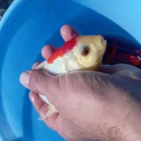 لارو ماهی قرمز گلدفیش