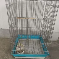 قفس طوطی و کاسکو