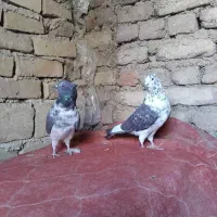 چند تای کبوتر نامبراون