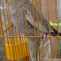 عروس هلندی آهویی