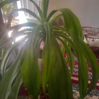 گل ذرتی|گل و گیاه طبیعی|شیراز, دارالرحمه|دیوار