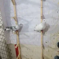 کبوتر|پرنده|مشهد, منزل آباد|دیوار