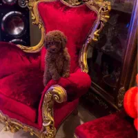 توله سگ توی پودل