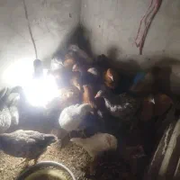 25عدد جوجه محلی