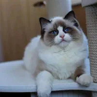 توله گربه های رگدال چمپیون وارداتی