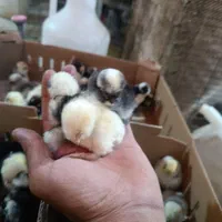 پخش و فروش جوجه محلی 10روزه واکسینه شده|حیوانات مزرعه|رفسنجان, |دیوار