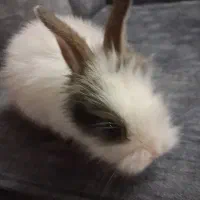 خرگوش|موش و خرگوش|تهران, راه آهن|دیوار