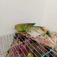 مرغ عشق|پرنده|کشاورز, |دیوار