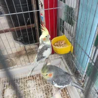 عروس هلندی