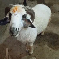 قوچ سالم و سرحال