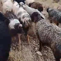 میش