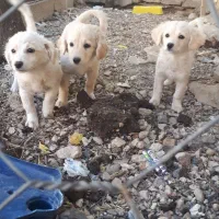 واگذری سگ شیتزو|سگ|ایلام, |دیوار