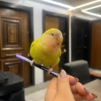 کوتوله برزیلی گمشده