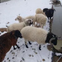 بره نر تالشی ۱۵ عدد|حیوانات مزرعه|اسالم, |دیوار