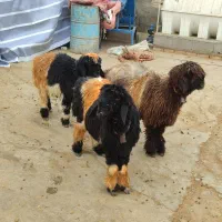 بره.میش.بز|حیوانات مزرعه|خمینی‌شهر, |دیوار