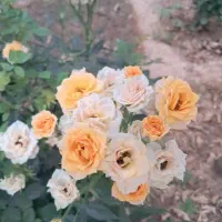 باغچه آرای وسبزی کاری درمنازل